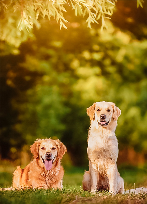 Fotograf-Burk-Hundefoto