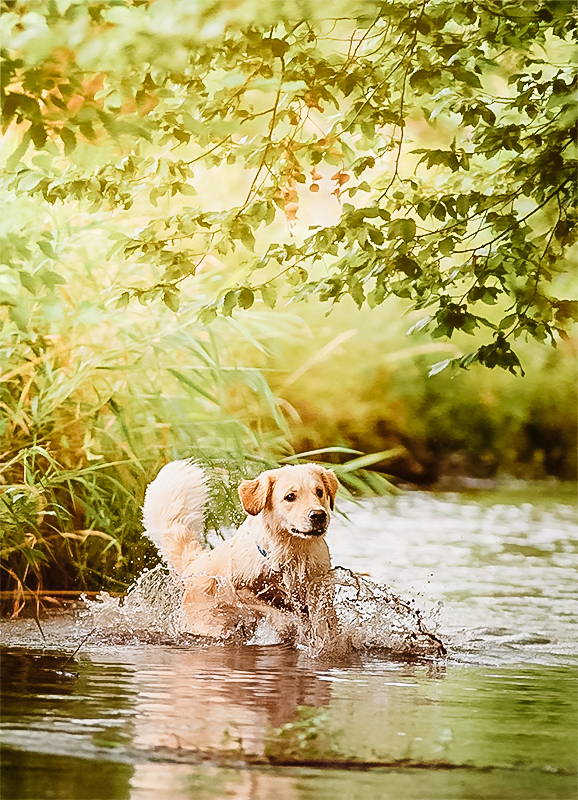 Fotograf-Burk-Hundefoto