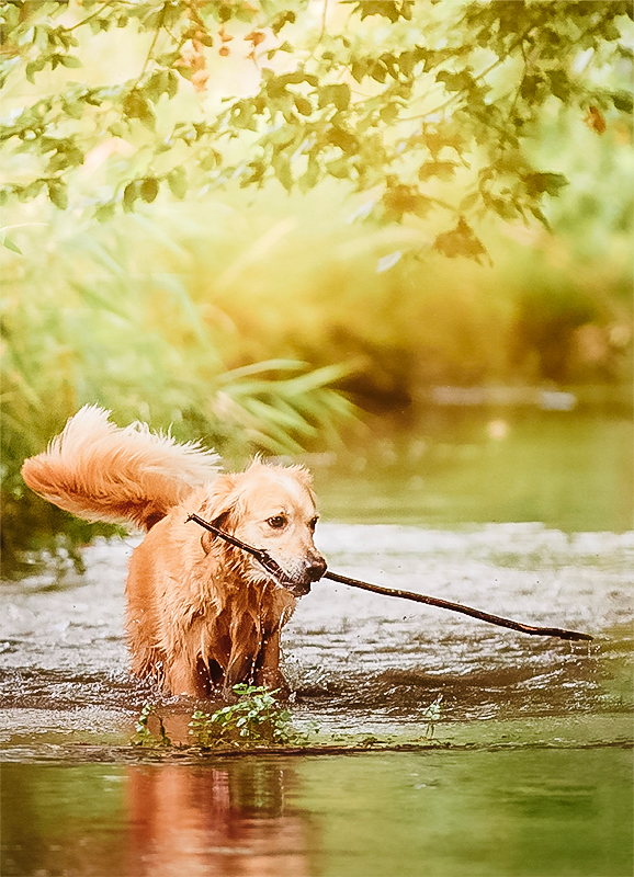 Fotograf-Burk-Hundefoto