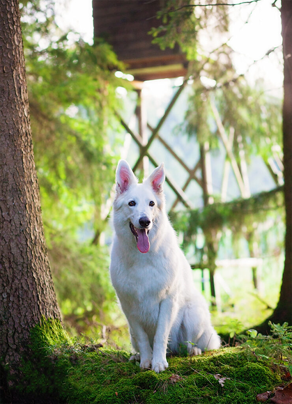 Fotograf-Gerolfingen-Hundefoto-10 Fotograf-Gerolfingen-Hundefoto