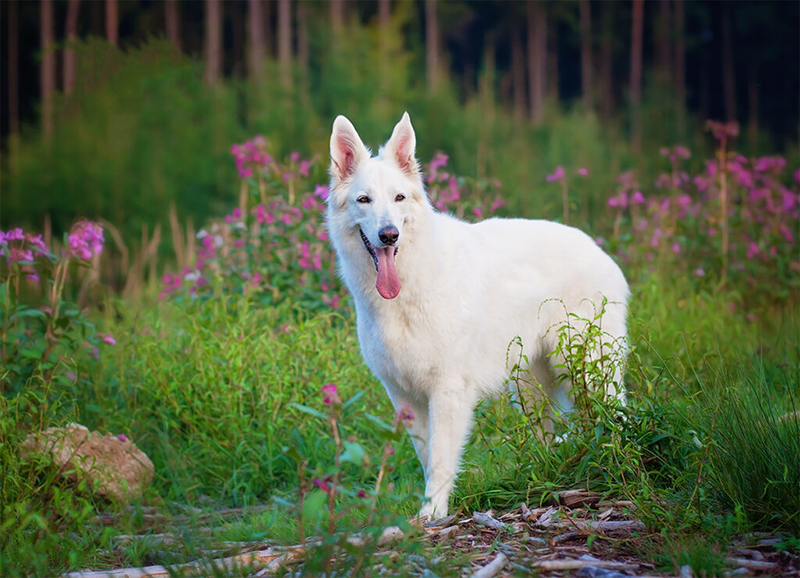 Fotograf-Gerolfingen-Hundefoto-8 Fotograf-Gerolfingen-Hundefoto