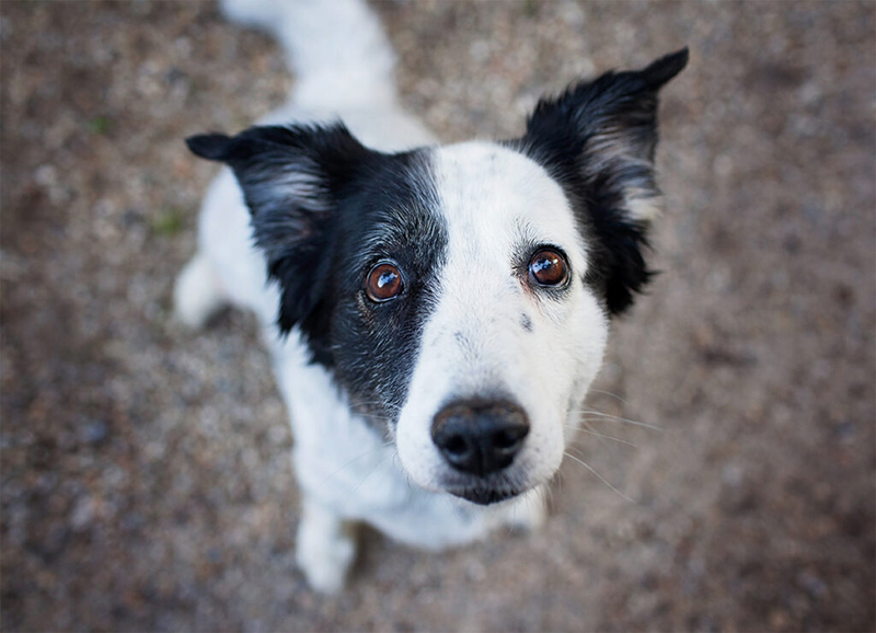 Fotograf-Roeckingen-Hundefoto-2- Fotograf-Roeckingen-Hundefoto
