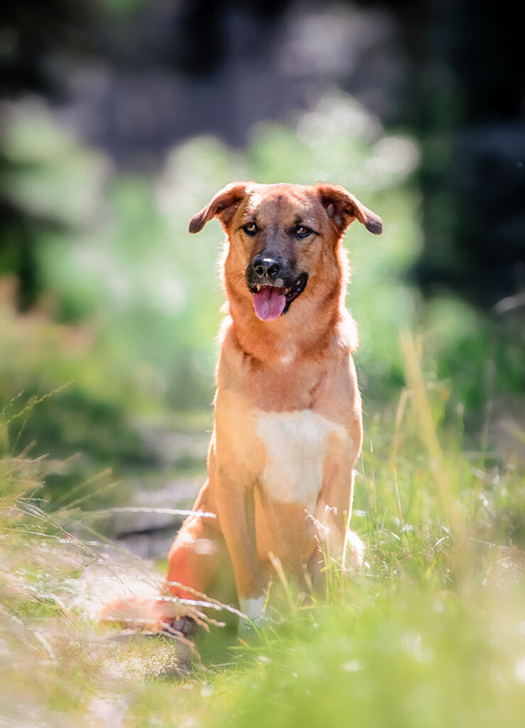 Fotograf-Wieseth-Hundefoto