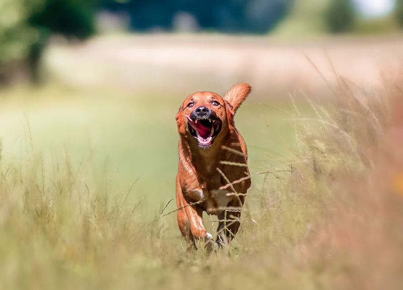 Fotograf-Wieseth-Hundefoto