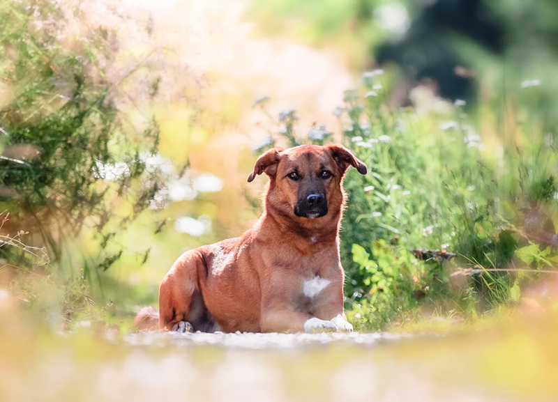 Fotograf-Wieseth-Hundefoto