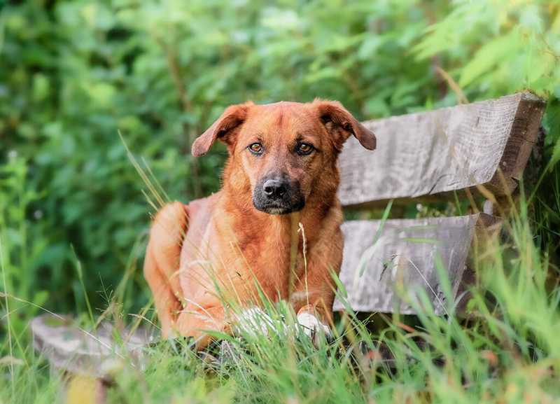 Fotograf-Wieseth-Hundefoto