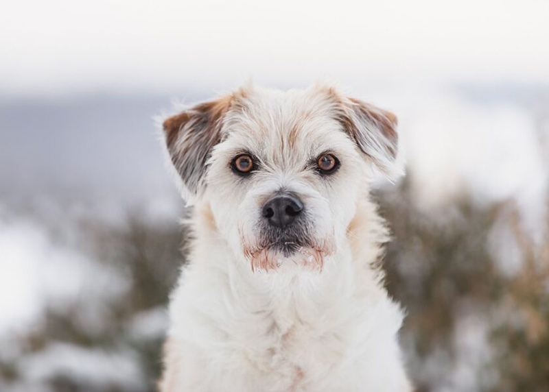 Hunde Fotoshooting